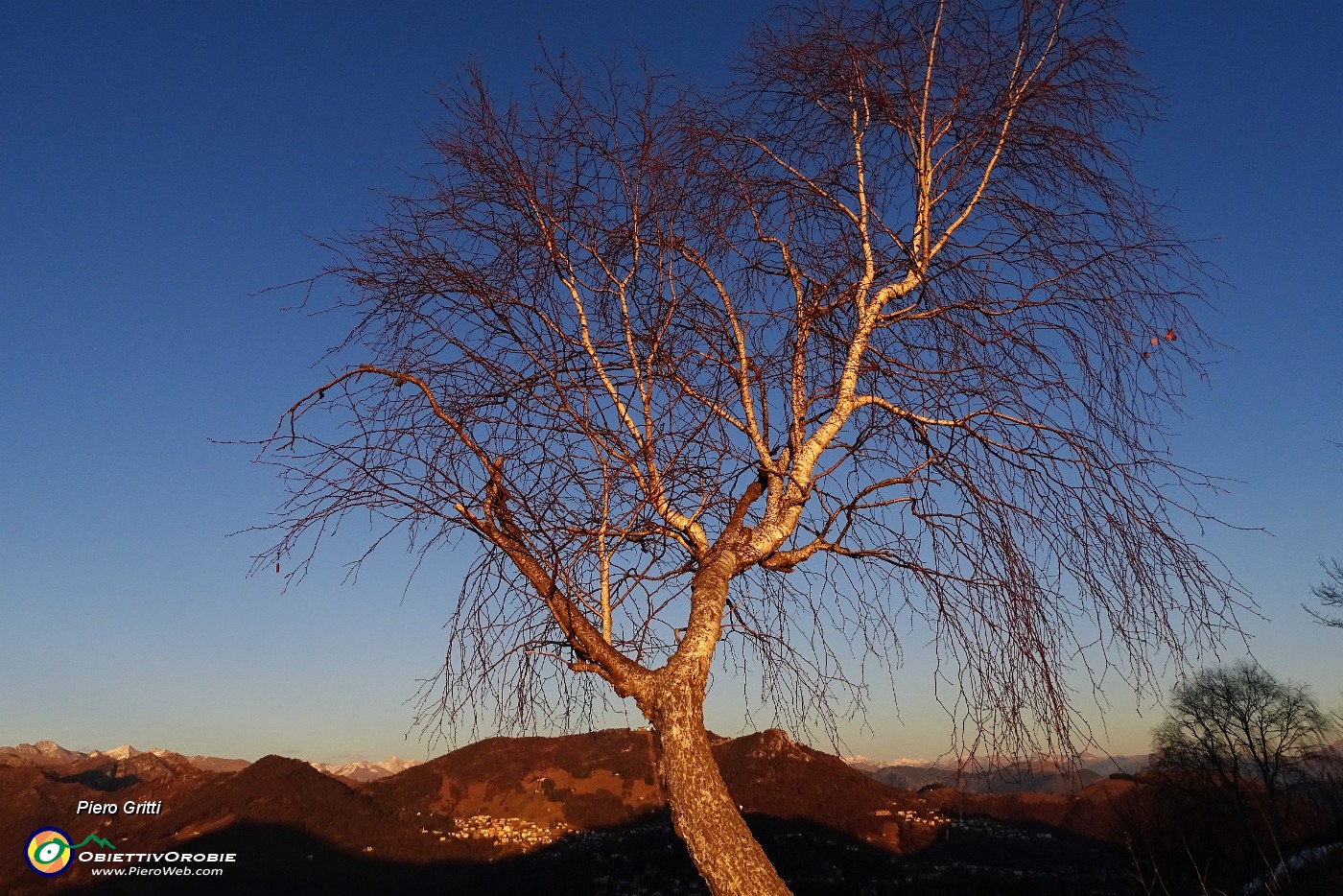 70 La bianca betulla si colora del rosso del tramonto.JPG